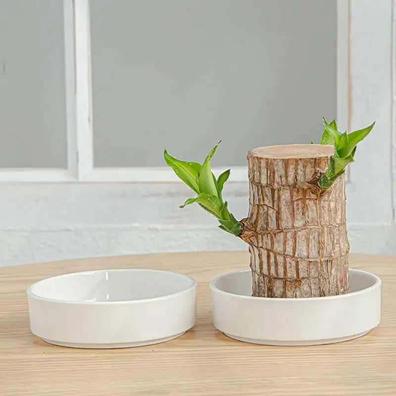 LuckyBamboo™ | Laat geluk jou kant op komen