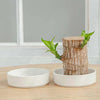 LuckyBamboo™ | Laat geluk jou kant op komen