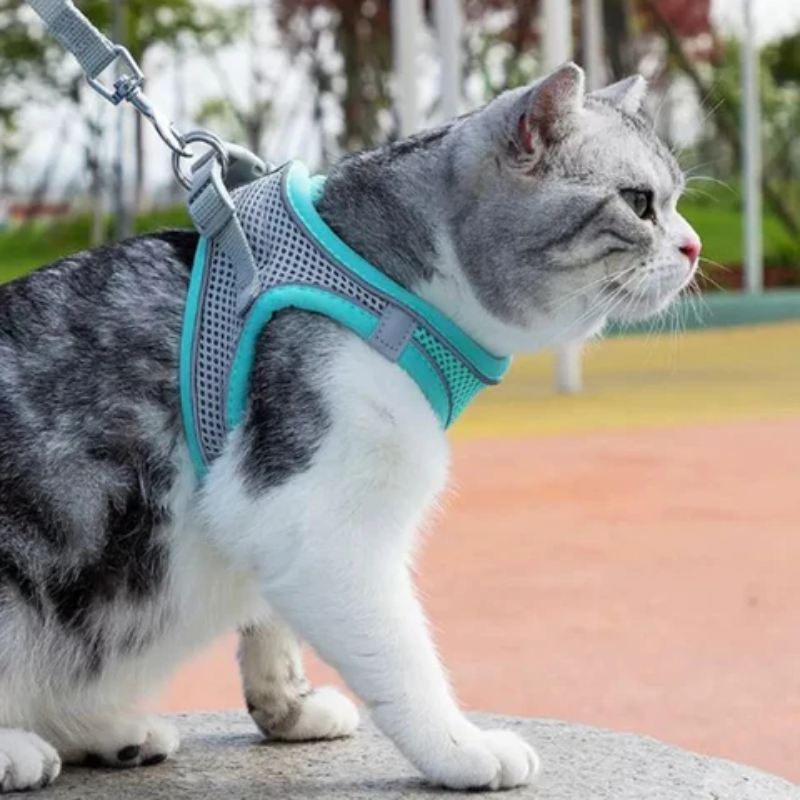KittyHarn™ | Voor een wandeling met jou kitten